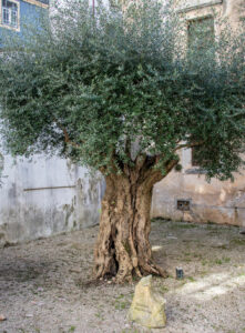 1000-Jahre-alter-Olivenbaum-in-Coimbra