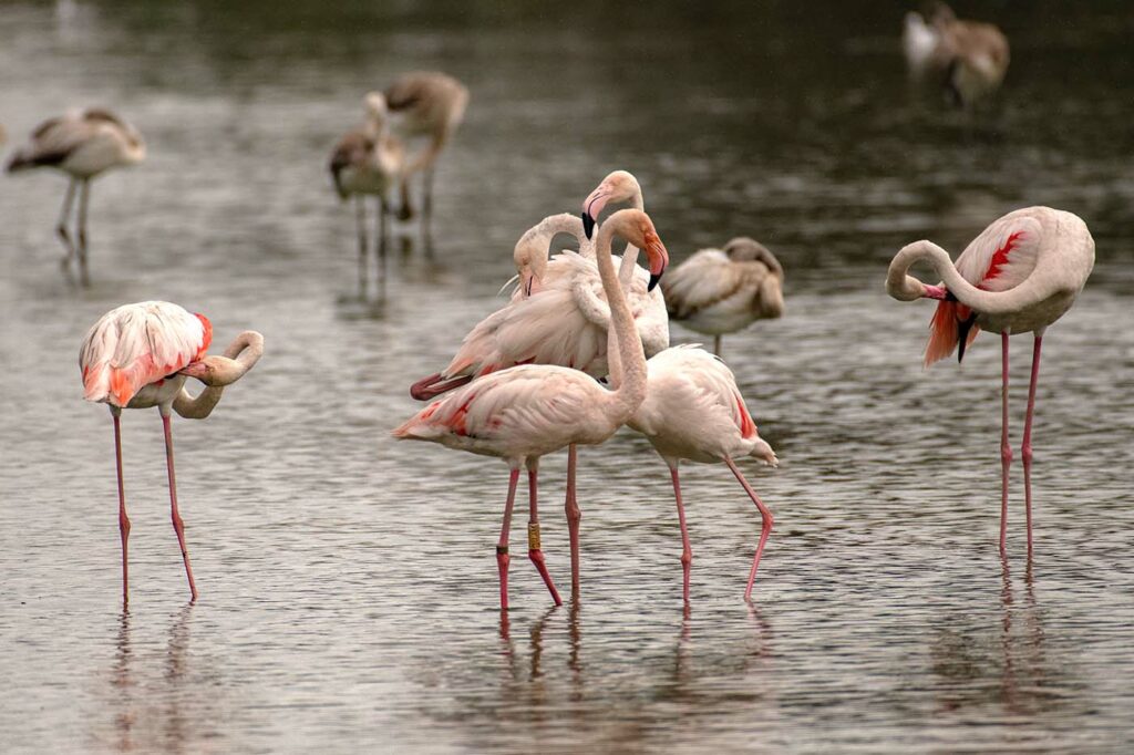 Flamingos in der Camargue