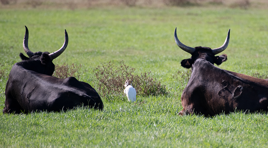 schwarze Stiere in der Camargue