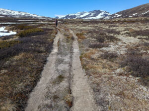 Dovrefjell11jpg