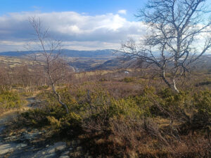 Dovrefjell2