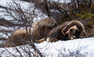 Dovrefjell7