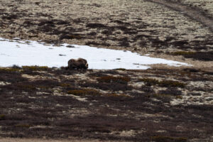 Dovrefjell9jpg