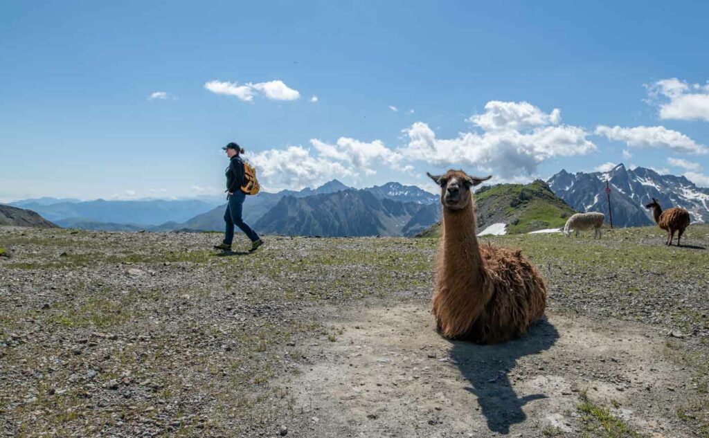 In den Pyrenäen um den Tourmalet gibt es viele Lamas
