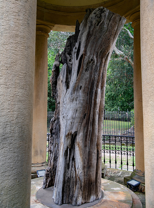 Baum von Gernica