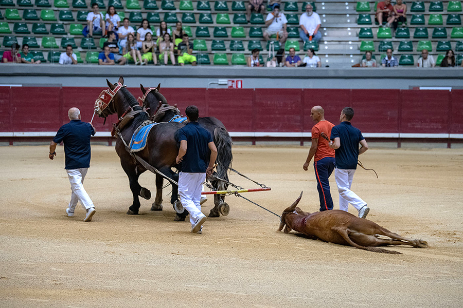 Der Tote Stier wird anschließend von Pferden aus der Arena gezogen