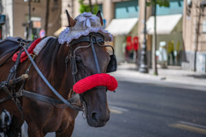 Pferdekutsche in Palermo Du hat auch die Möglichkeit mit einer Kutsche durch Palermo zu fahren